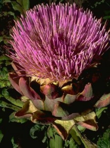 Fleur d'artichaut © Secrets de plantes