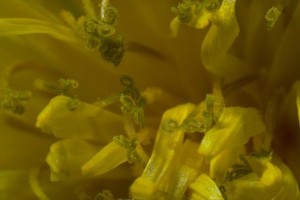 fleur de pissenlit © Secrets de plantes