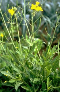 Roquette © Secrets de plantes