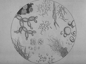 Pasteur et les microbes