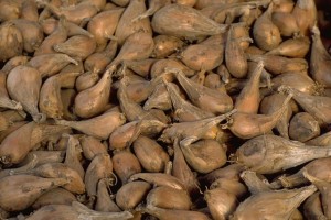 échalotes © Secrets de plantes