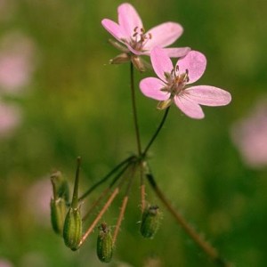 Géranium Robert © Secrets de plantes