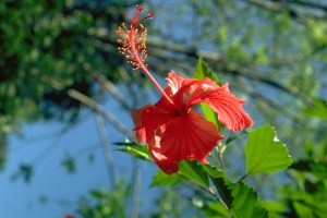 Hibiscus © Secrets de plantes
