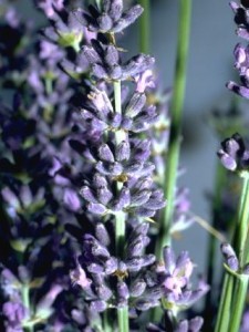 Lavandin © Secrets de plantes