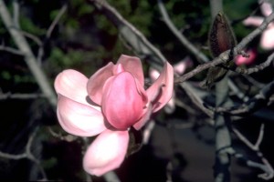 Fleur de magnolia © Secrets de plantes