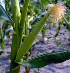 Maïs © Secrets de plantes
