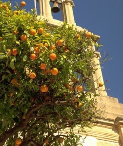 Oranger doux © Secrets de plantes