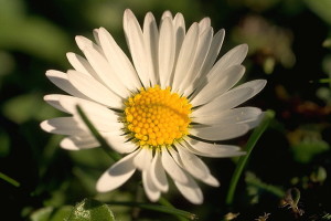 Pâquerette © Secrets de plantes