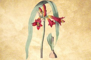 Amarylidaceae