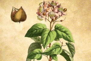 Bixaceae