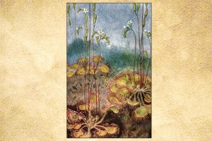 Droseraceae