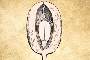 Eleagnaceae