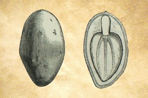 Flacourtiaceae