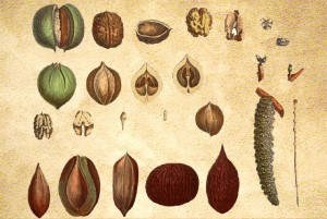 Juglandaceae