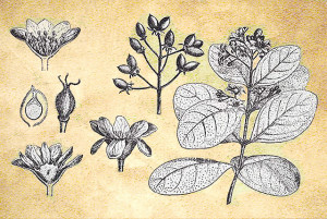 Monimiaceae