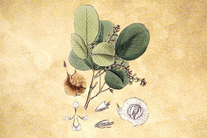 Santalaceae