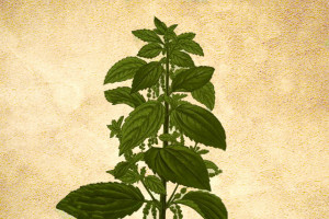 Urticaceae