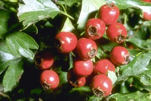 fruits de l'aubépine ©Secrets de plantes