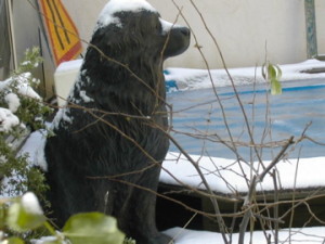 Le chien de Wagner par Ottmar Horl