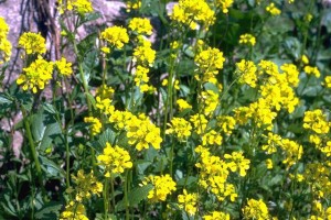 fleurs de moutarde ©Secrets de plantes