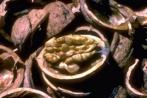 noix4 Noix © Secrets de plantes