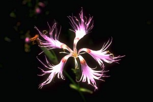 Oeillet © Secrets de plantes