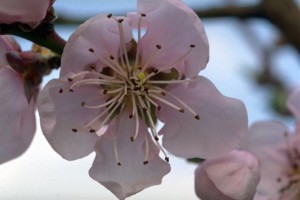 Fleur de pêcher ©Secrets de plantes