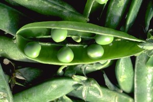 poisa cosses de petits pois © Secrets de plantes