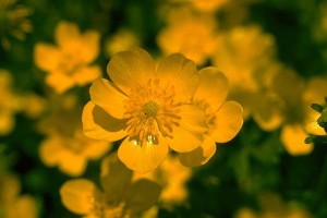 Bouton d'or © Secrets de plantes