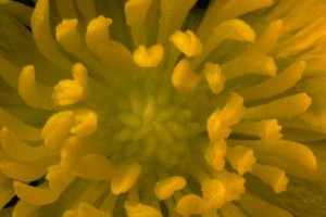 Renoncule âcre © Secrets de plantes