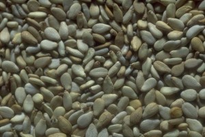 Graines de sésame, © Secrets de plantes