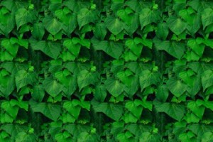 Sésame, © Secrets de plantes