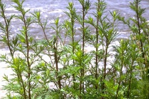 Armoise © Secrets de plantes