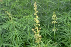 Chanvre ©Secrets de plantes