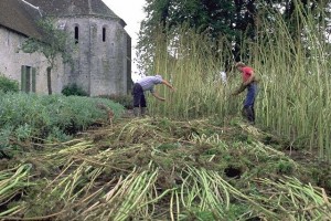 récolte du chanvre ©secrets de plantes