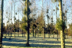 gui8 boules de gui dans les arbres © Secrets de plantes
