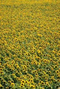 tournesol