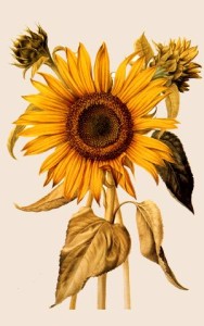 tournesol