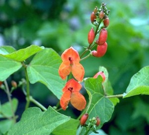 fève © Secrets de plantes