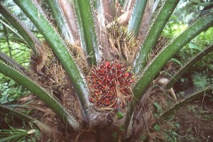 palmier © Secrets de plantes
