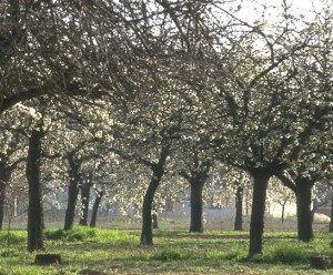 arbres en fleur © Secrets de plante