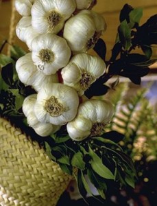 Gousses d'ail © Secrets de plantes