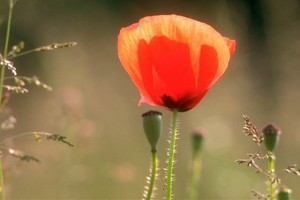 coquelicot