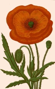Coquelicot