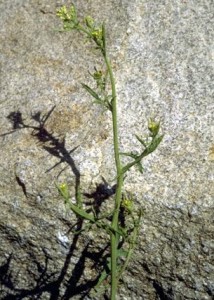 erysimum