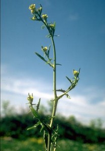 érysimum
