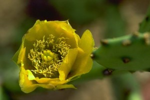 fleur de figue de barbarie