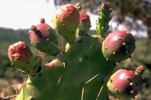 figues de barbarie - Secrets de plantes