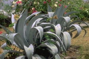 agave