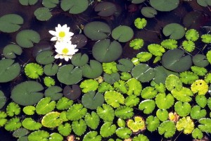 nénuphars blancs